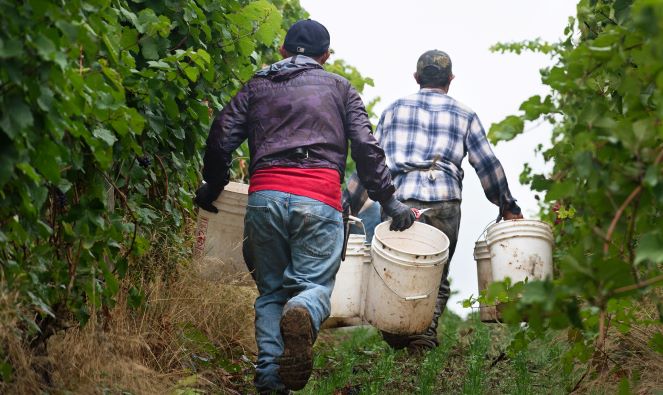 vineyard steward